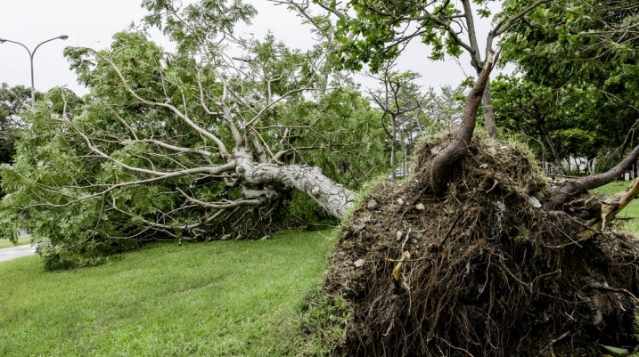 tree falling